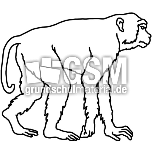 affe.jpg